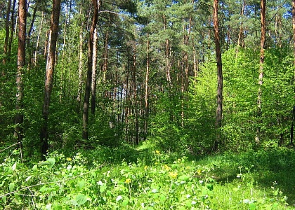 Лес Казённый